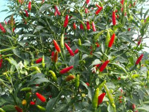 Red & Green Chilli