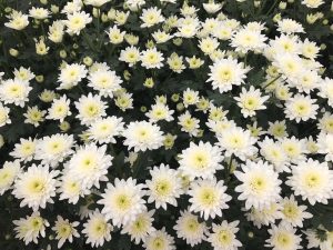 White Yellow Pom-pom