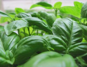 Basil Leaves 2