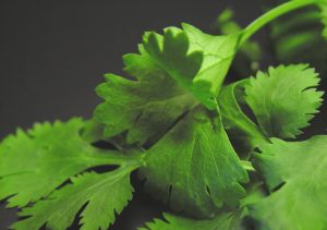 Coriander 2