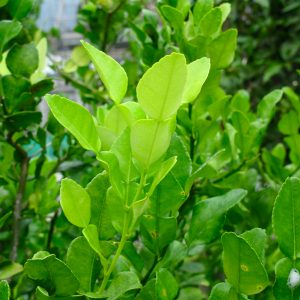 Kaffir Lime Leaves
