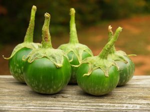 Thai Egg Plant